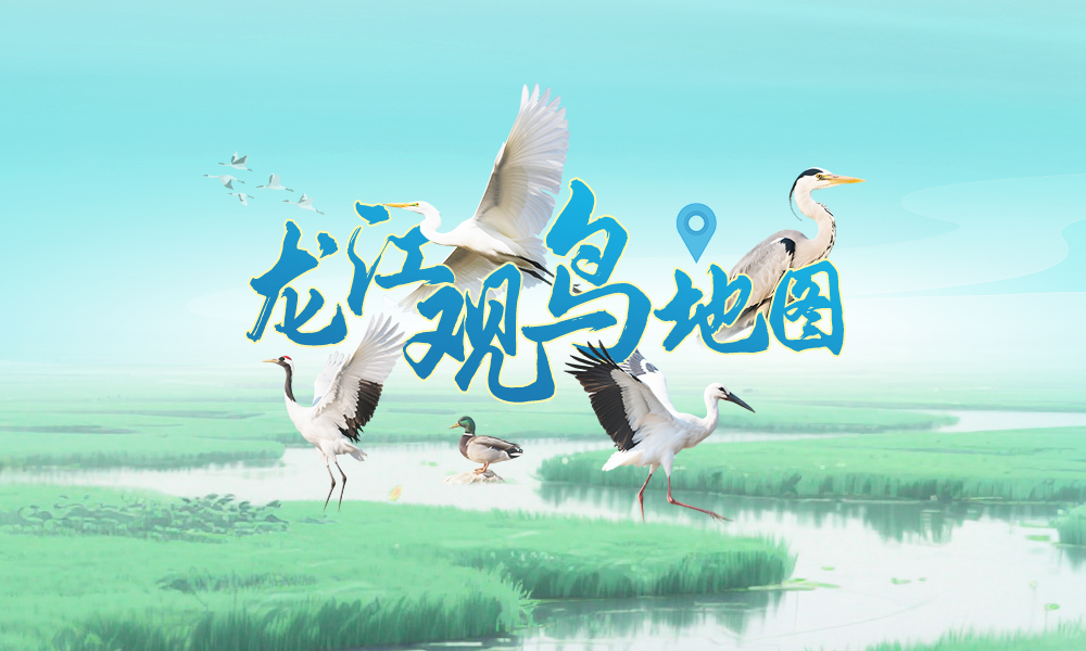 包出片！黑龙江这些“观鸟胜地”等你来